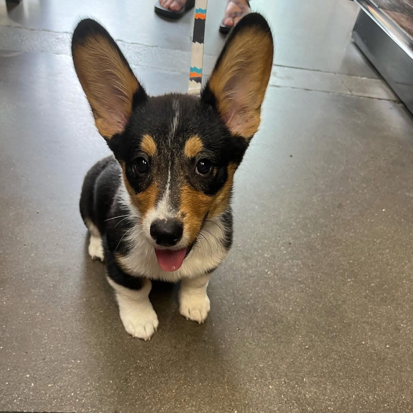 A corgi puppy with very big ears