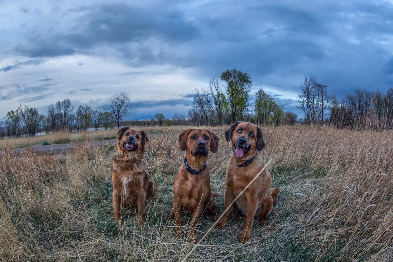 Three of the Simpawtico family dogs sitting together in a Colorado field