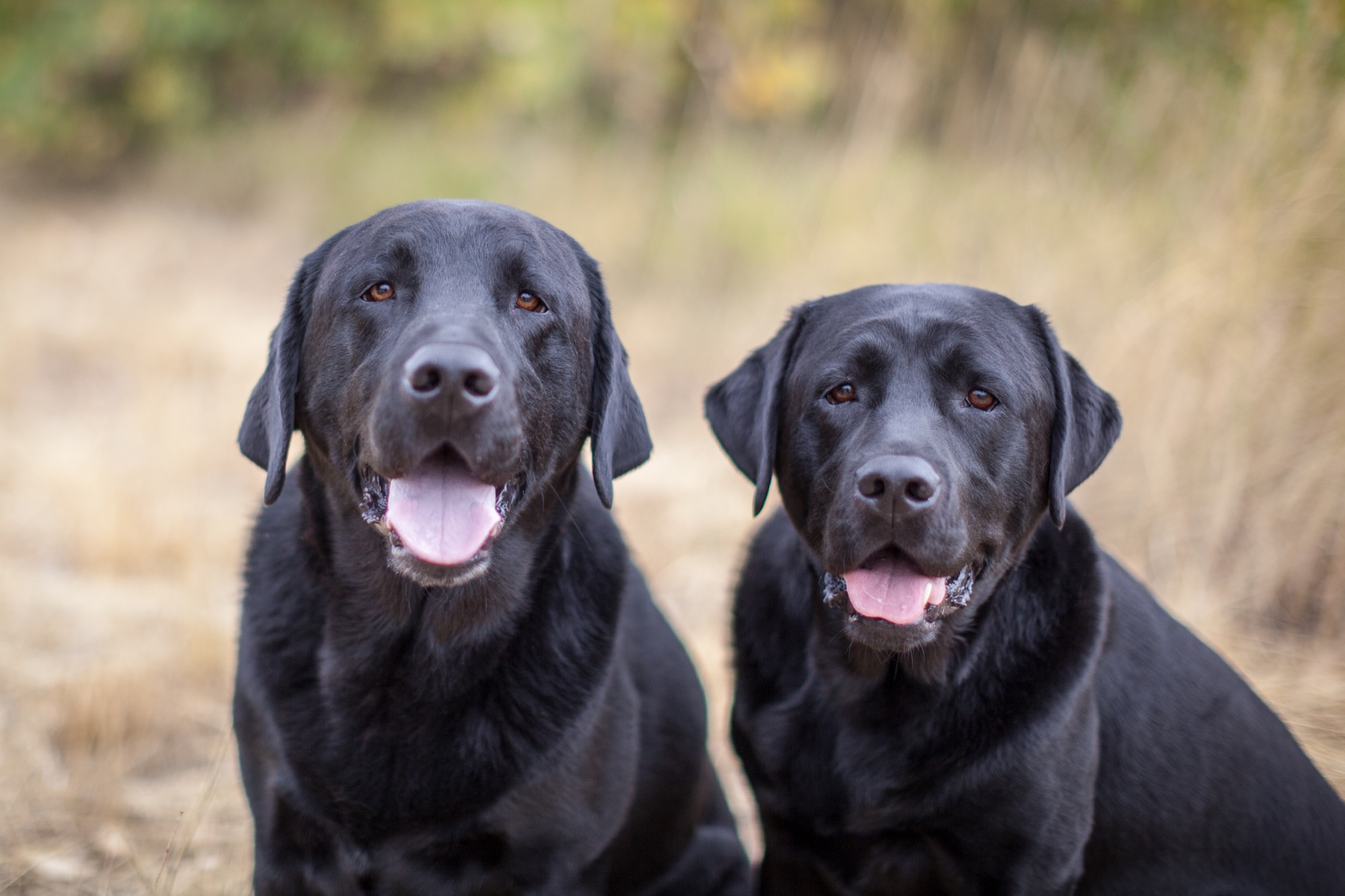 Two black labradors sitting outdoors